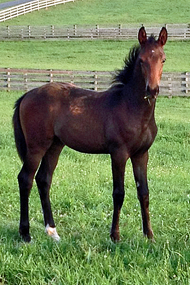 Beall Spring Danica by the 2012 Olympian Desperados by our mare Kallisto